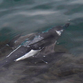 Pingouin torda (Hyères)