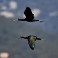 FB ibis coudon 2772.JPG