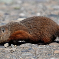 Marmotte commune (Matane, Québec)