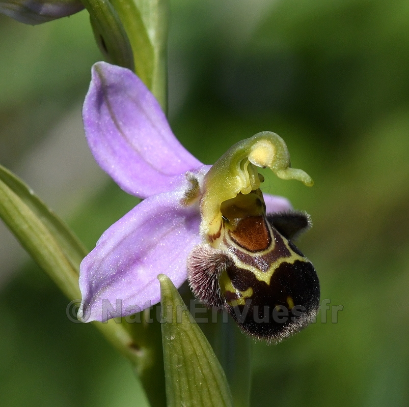 FB ophrys apifera 6910.JPG