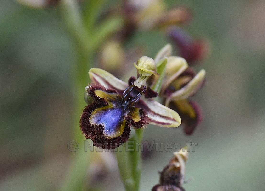 FB ophrys speculum 67701.JPG