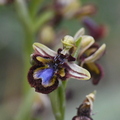 Ophrys speculum (Var)