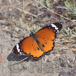 PAPILLONS et CHENILLES