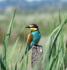 Guêpier d'Europe (Arles-13)