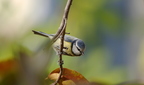 Mésange bleue (Solliès-Pont)