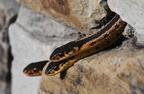 Couleuvre rayée (Thamnophis sirtalis) - Montréal, Québec