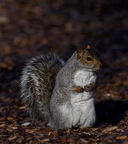 Ecureuil gris - Montréal, Québec 