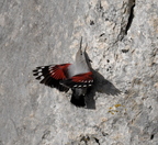 Tichodrome échelette (Var)