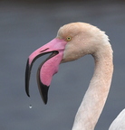Flamant rose (Hyères, var)